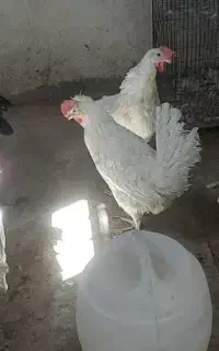یک جفت خروس سلطان و ۳ عدد مرغ سفید خانگی تخم گذار