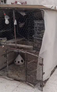 قفس کبوتر