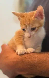 واگذاری گربه dsh
