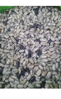 پاچ باقلا امسالی