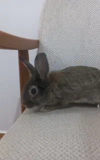 خرگوش به همراه قفس