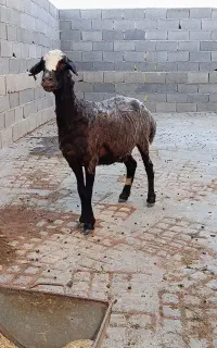 گوسفند شیشک اوچ ابستن درشت