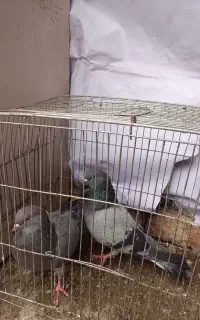 پرنده