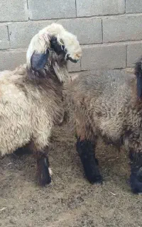 بره نر