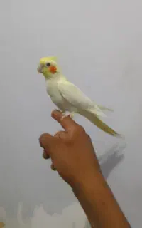 عروس هلندی