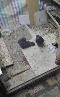 کبوتر