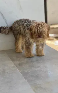 سگ خونگی