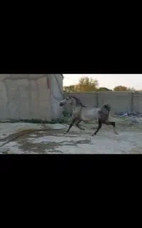 مادیون کورد