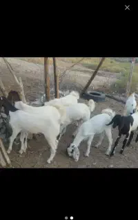 چندقلوجفت نروماده