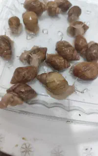 حلزون اچاتینای فوق العاده