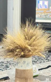 گندم  بذری شبرنگ  قابل کشت در آبی ‌و دیم