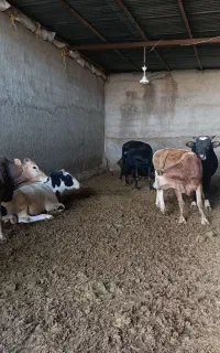 گوساله محلی چاق نر و ماده