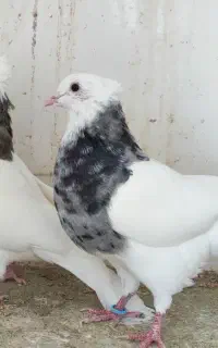 کفتر جوانه پرشی