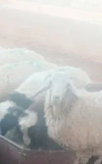 بره نر