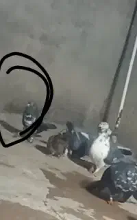 کفتر