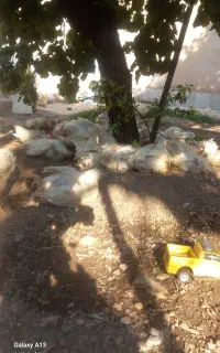 جوجه ۵۵ روزه