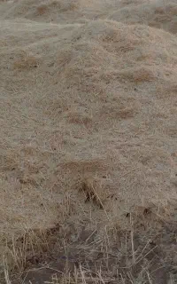 کاه گندم دیم