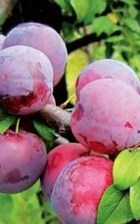 تولید آلو شابلون کالیفرنیا پربار و درشت