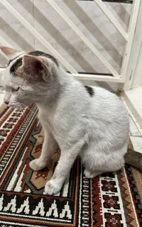 واگذاری گربه