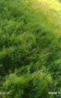 فروش 45تا گونی کاه جو