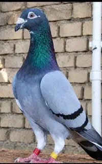 مینا سبز نر باختی