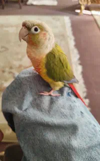 گرینچیک گم شده در محدوده بنیاد