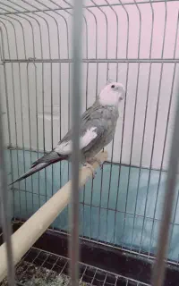 عروس هلندی نژاد دار
