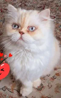 گربه های هیمالین سنین مختلف نرماده زیر قیمت