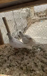 کبوتر ب شرط پرش و نطفه دار