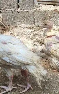 جوجه بوقلمون بیوتی ۶