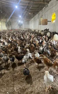 فروش عمده و تک جوجه بالای یکماه گلپایگان گوشتی