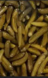 خیارشور