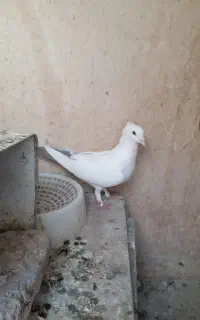 ماده دم قهوه ای کلایی