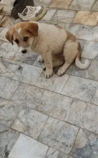 سگ پاکوتاه خانگی