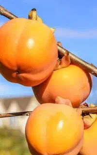 نهال خرمالویی  معتبر