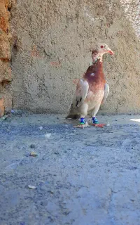سار کله هما
