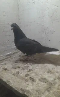 دم سفید بالا تازه دون خور مهر مهر