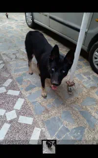 واگذاری سگ میکس ژرمن هاسکی