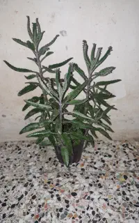 گلهای خونگی زیبا