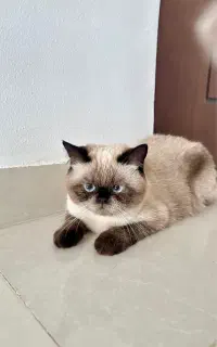 فروش گربه