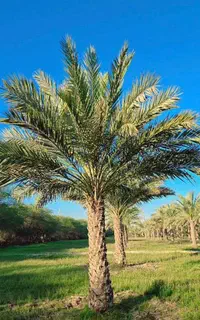 باغ ویلا پالم نخل ساری فنیکس درخت
