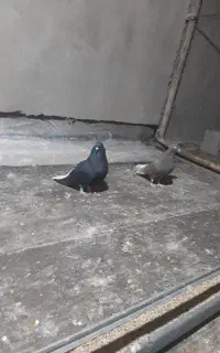 فروش کبوتر