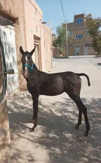 کره ماده