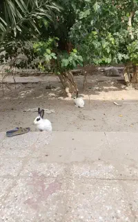 خرگوش