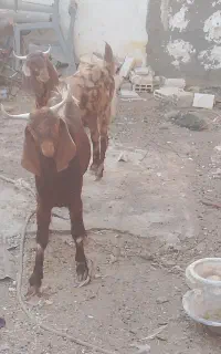 مری بز
