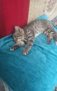 بچه گربه