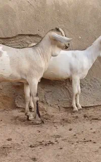 دوقلو نرو ماده سومالی