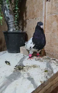 کبوترگمشده