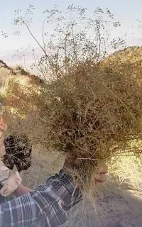 زیره کوه سیریز