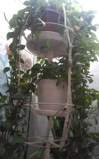 آویز گل با گلدان پر از گل